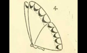 8 วิธี วาด รูป ผีเสื้อ