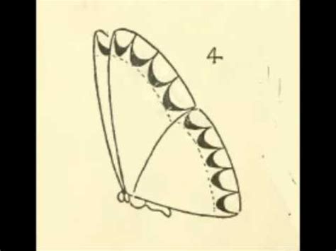 8 วิธี วาด รูป ผีเสื้อ