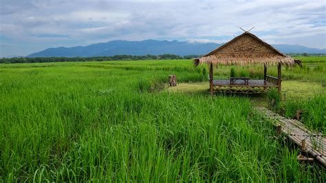 6 ธรรมชาติ ภาพ ทุ่ง นา บ้านนอก