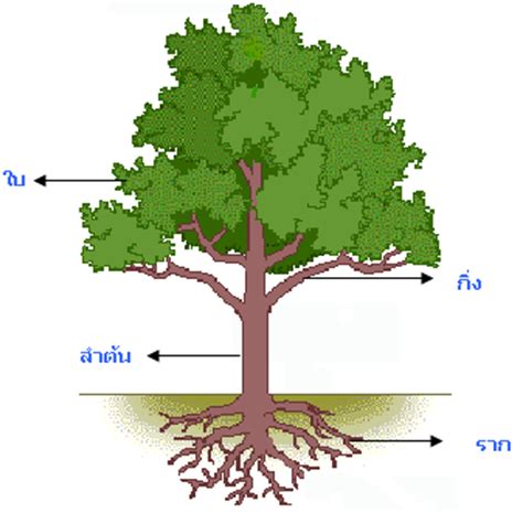 4 ต้นไม้ ที่ รัก