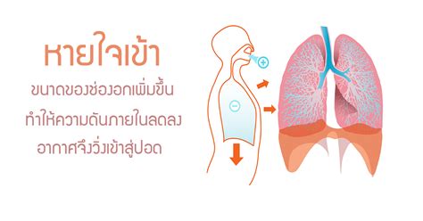 3 รูปภาพ ระบบ หายใจ