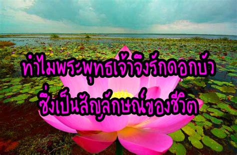 2 ดอกบัว ความ หมาย