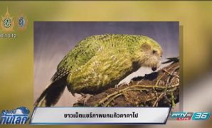 8 ภาพนกแก้ว