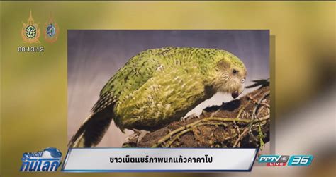 8 ภาพนกแก้ว