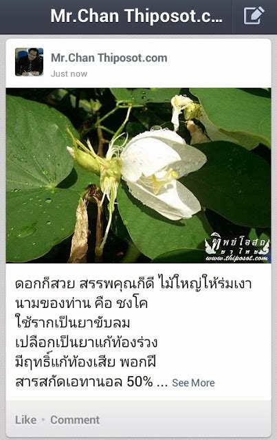 9 สมุนไพร ไทย สรรพคุณ รูปภาพ