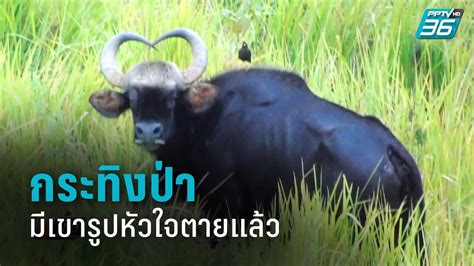 5 รูป ป่า เขา