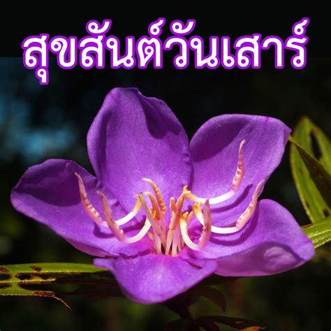 7 รูปภาพ อรุณ สวัสดิ์ วัน เสาร์