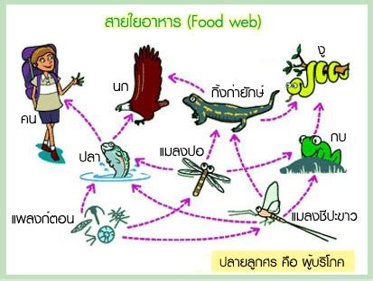 4 รูปภาพ ห่วง โซ่ อาหาร