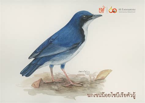 8 ภาพวาดนก